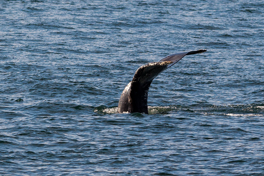 whale watching