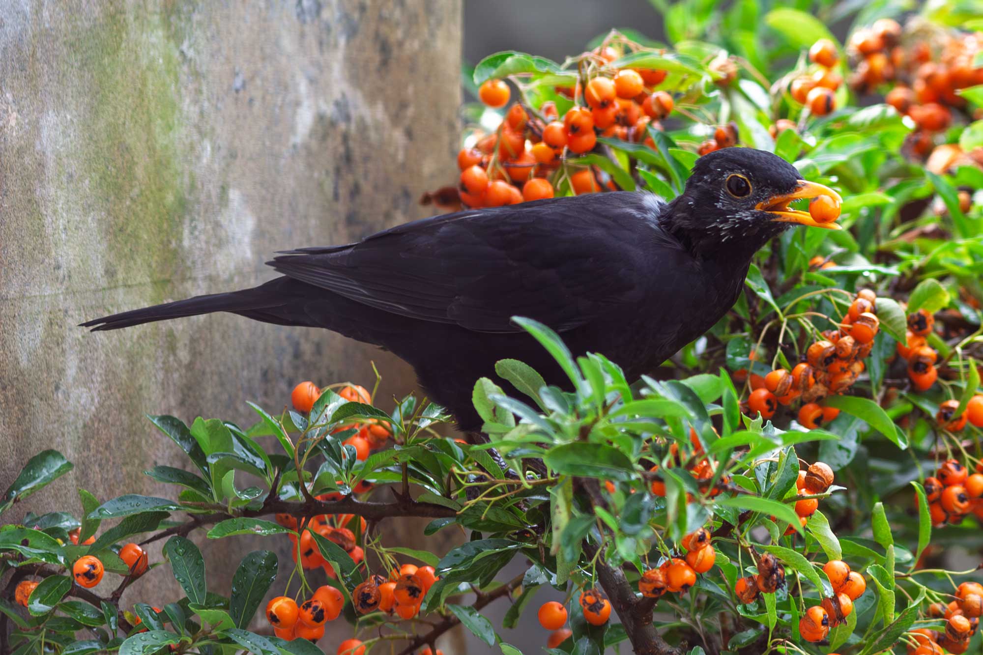 blackbird