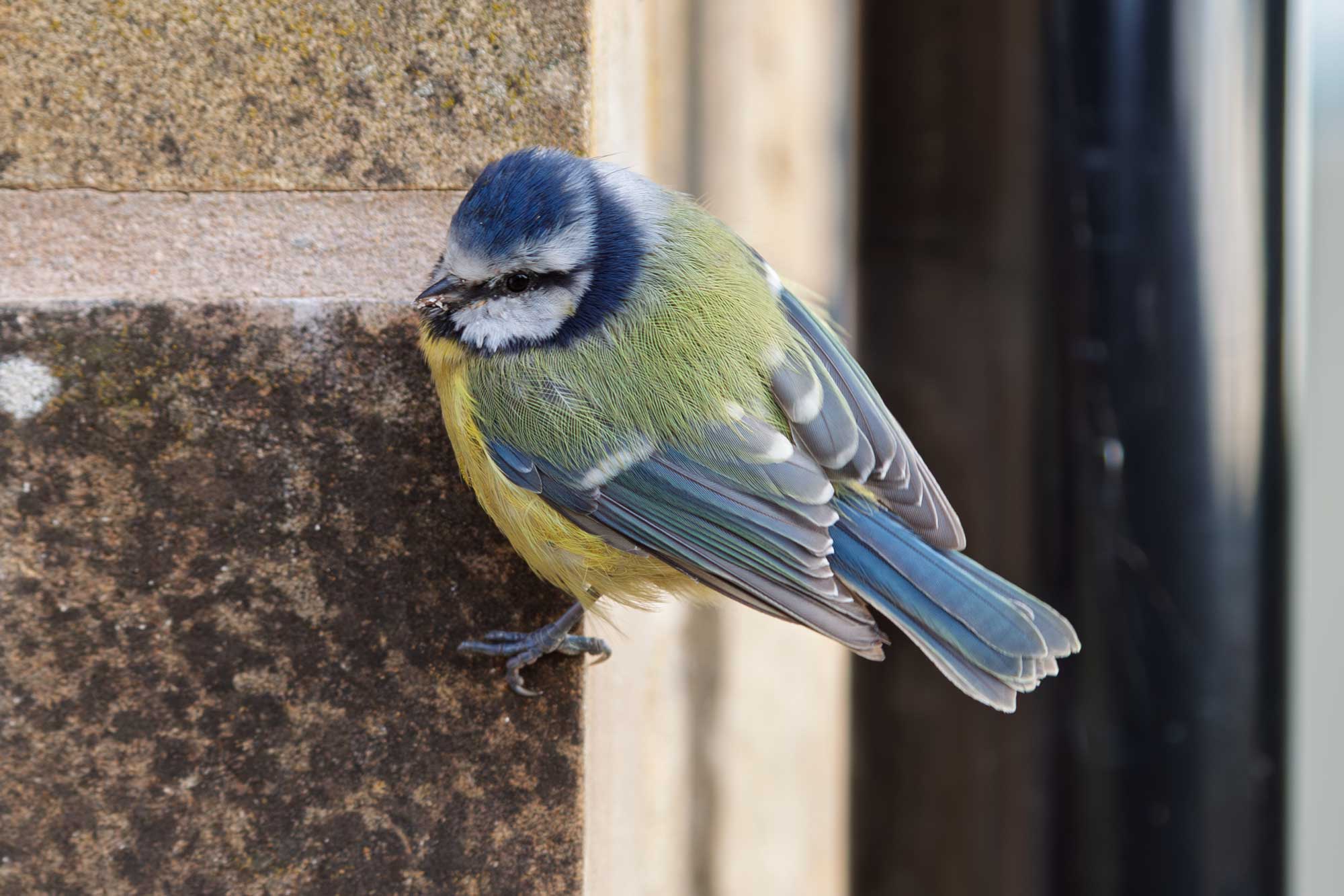 blue tit