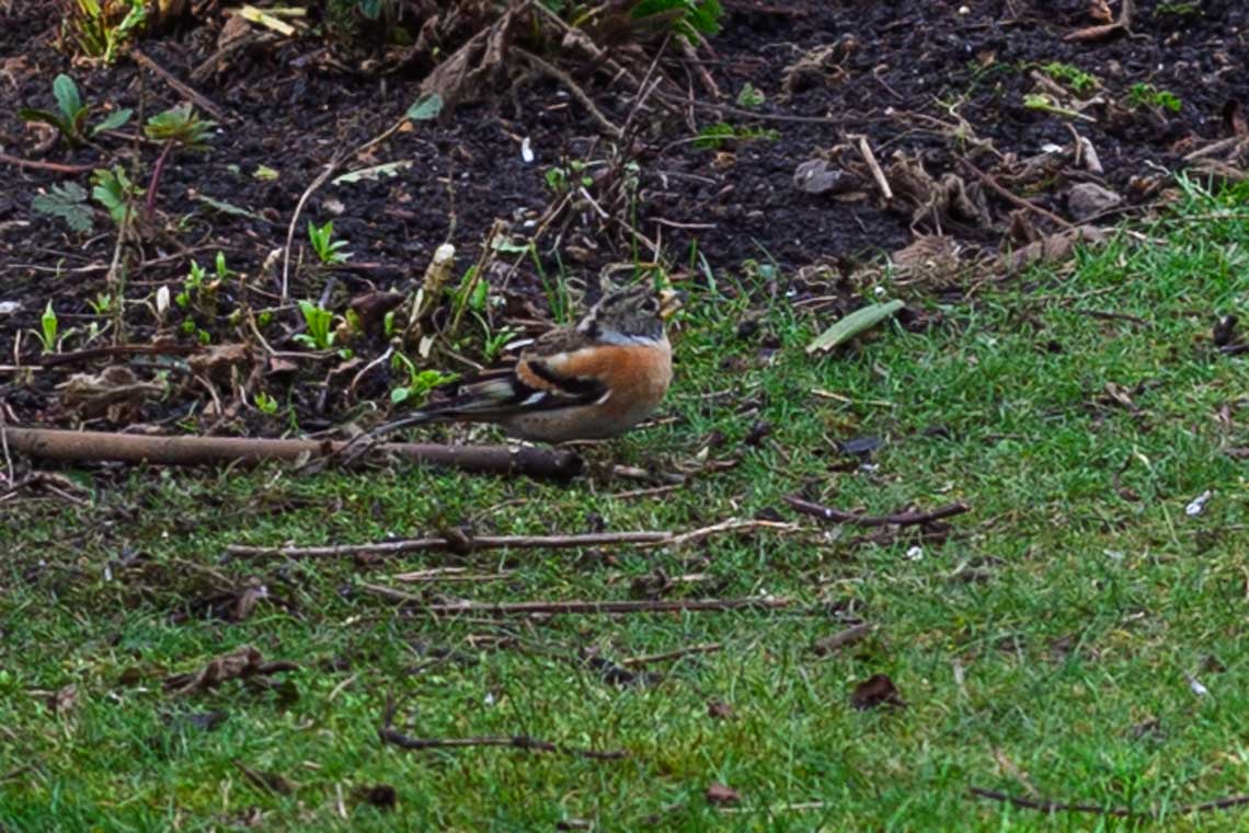 Brambling