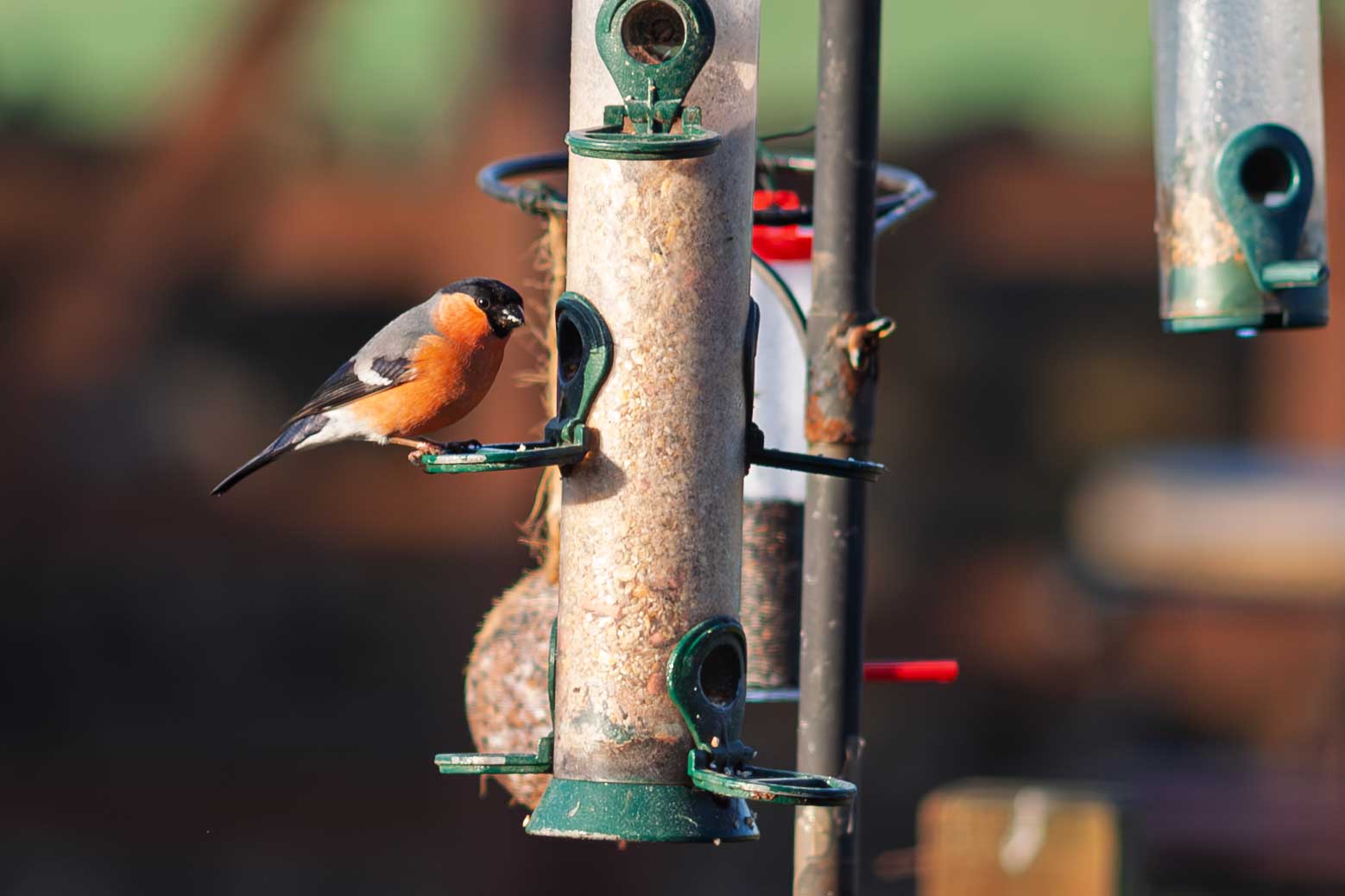 bullfinch