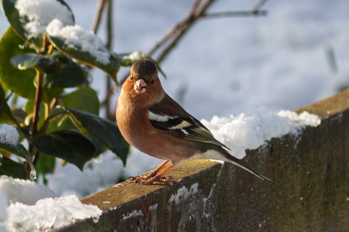 chaffinch 