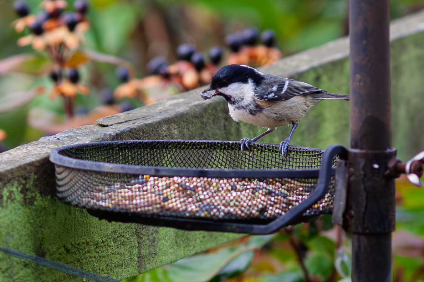 coal tit