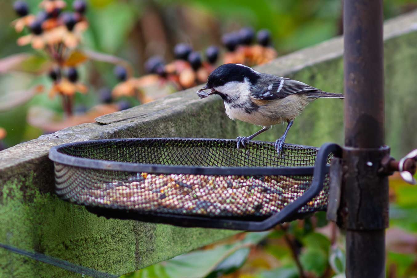 coaltit 