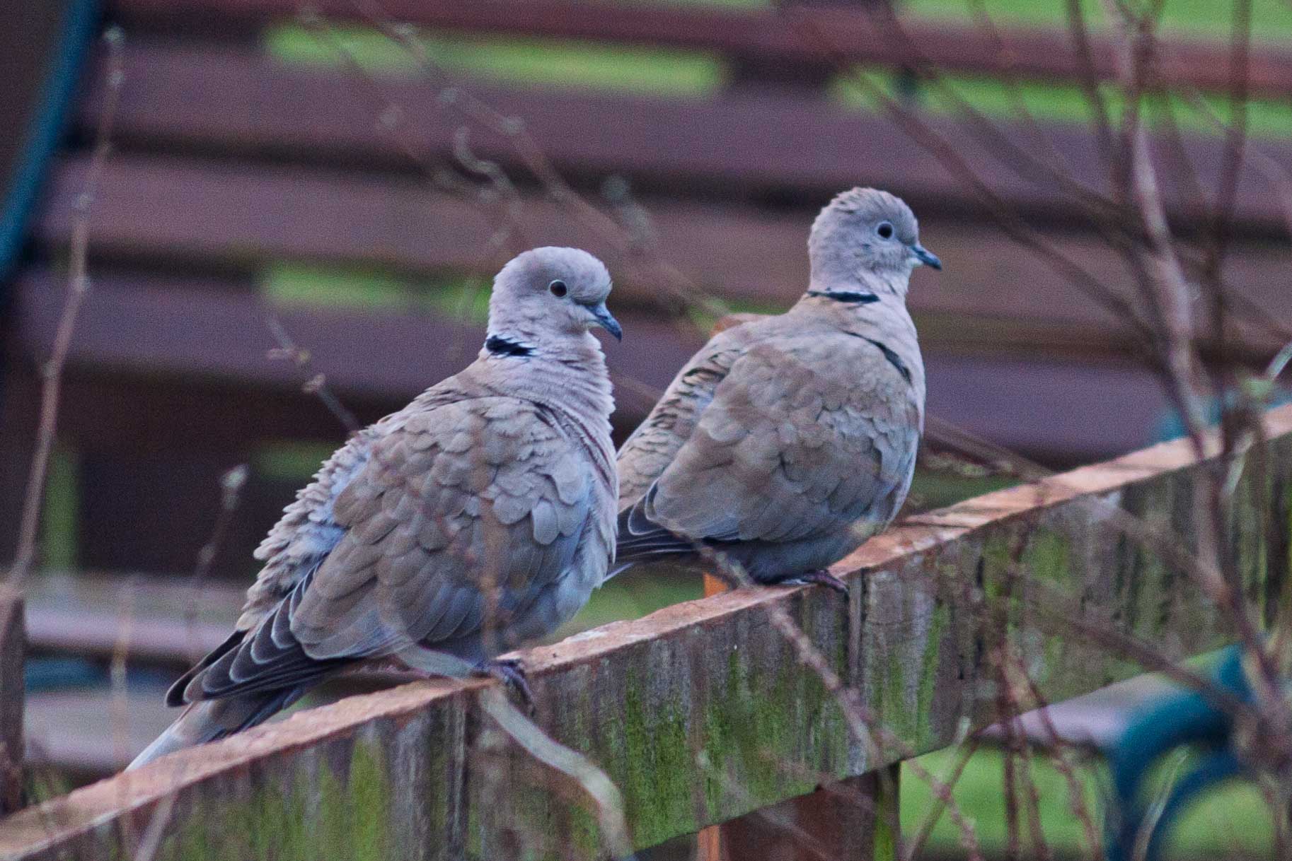 collared dove