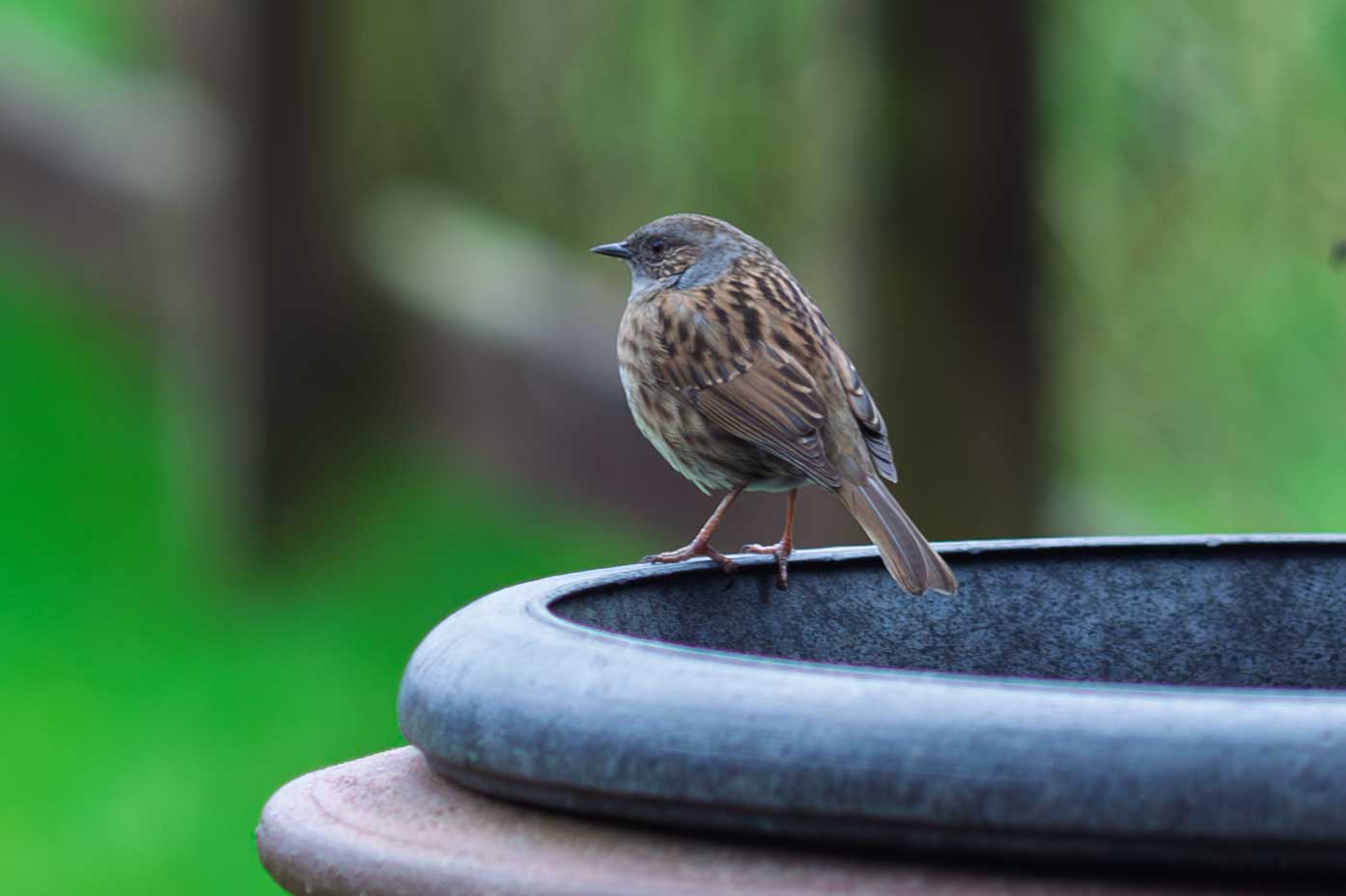 dunnock (or hedge sparrow)