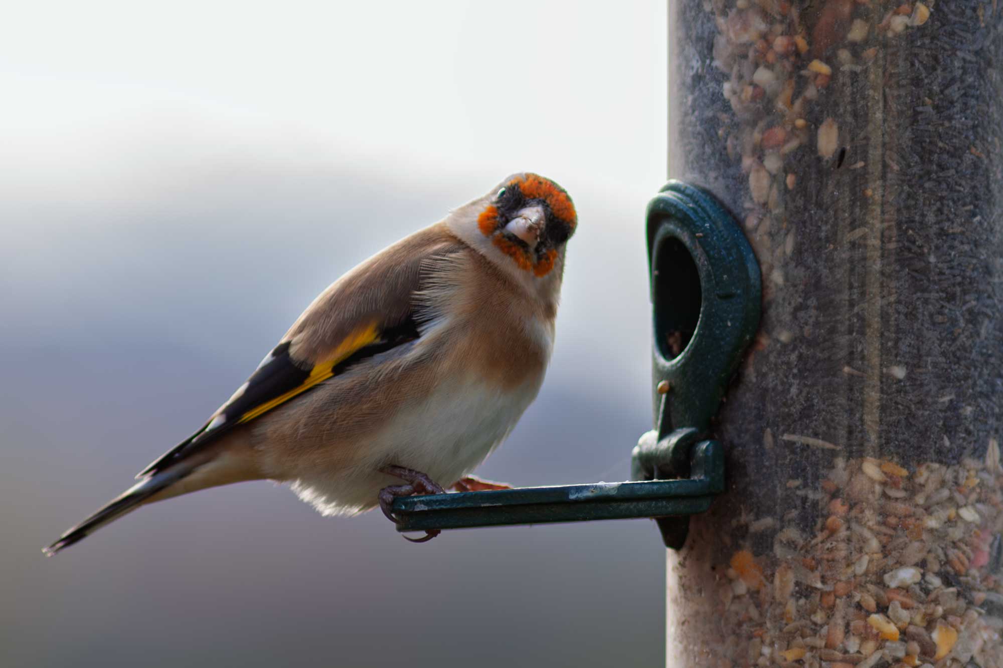 goldfinch 