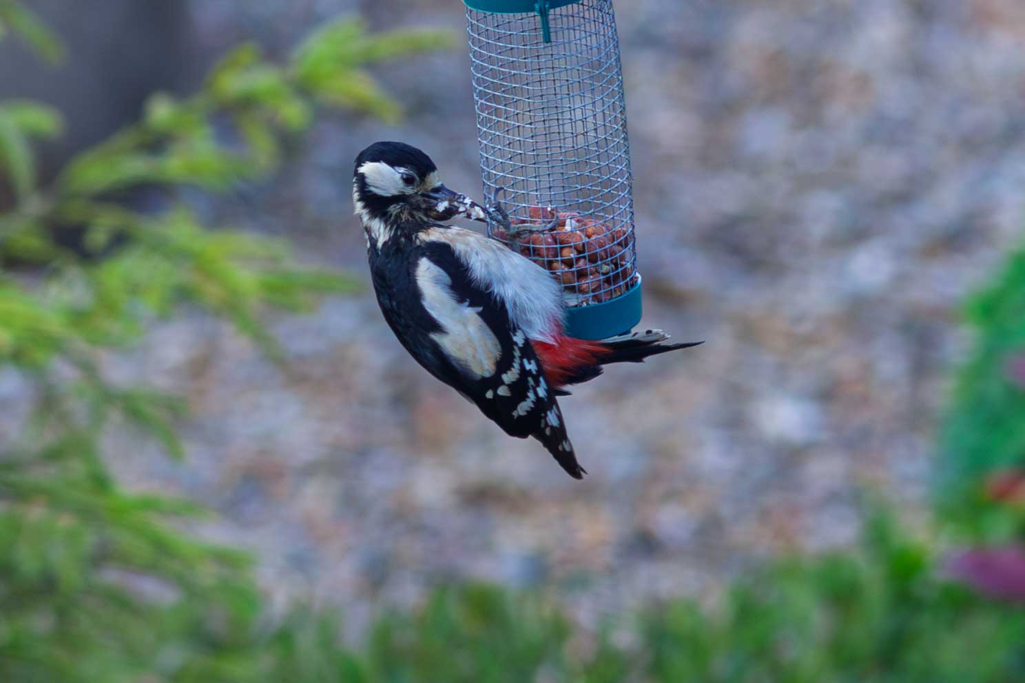 Great Spotted Woodpecker