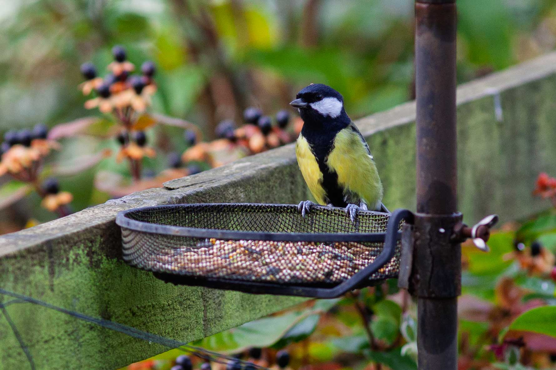 Great Tit
