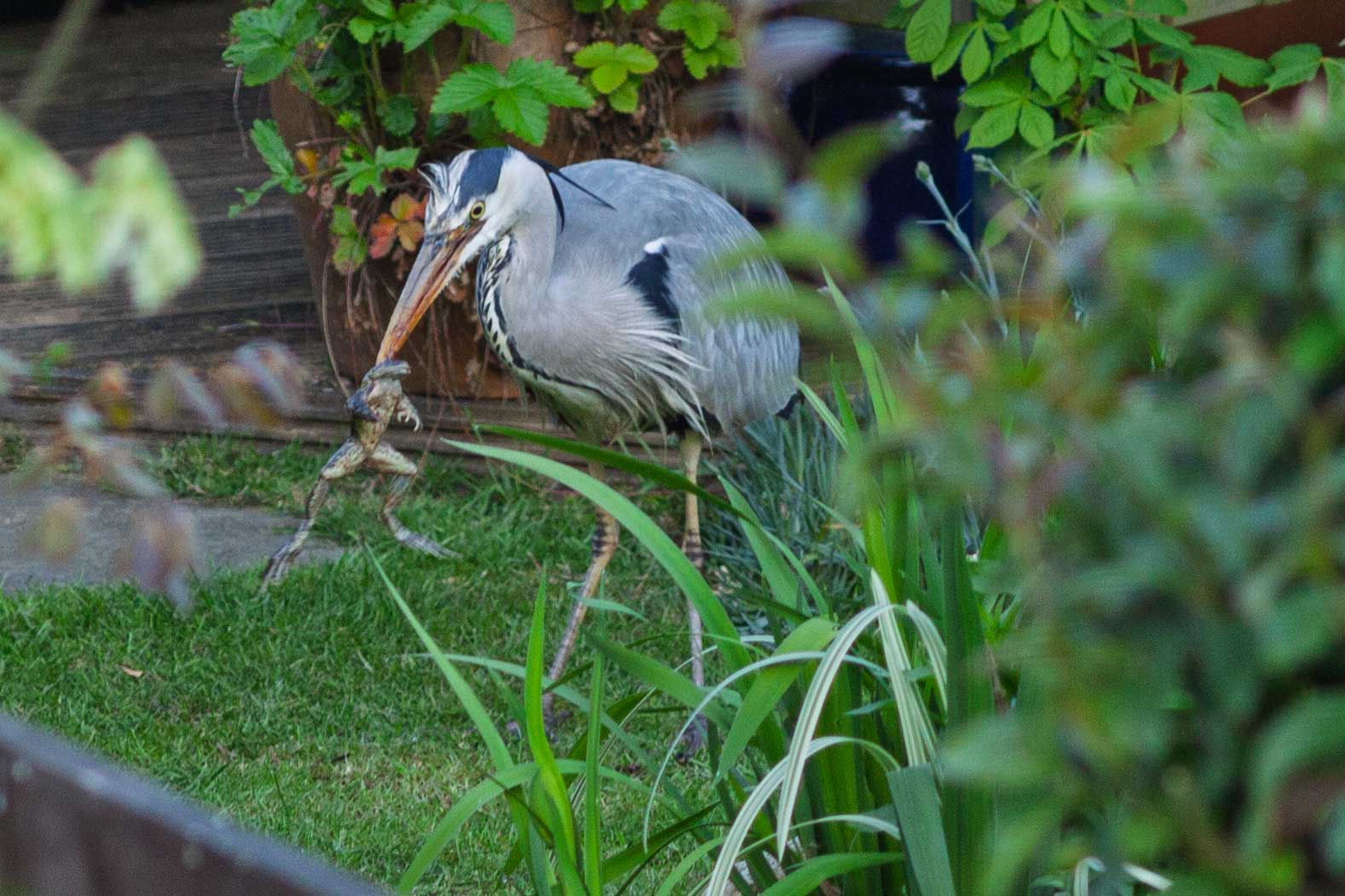 heron catching a frog 