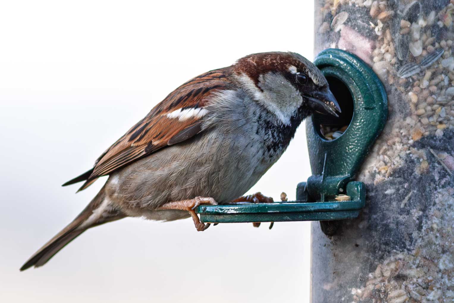 Male House Sparrow