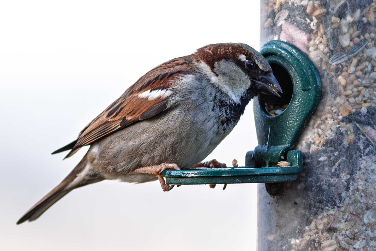 housesparrow2