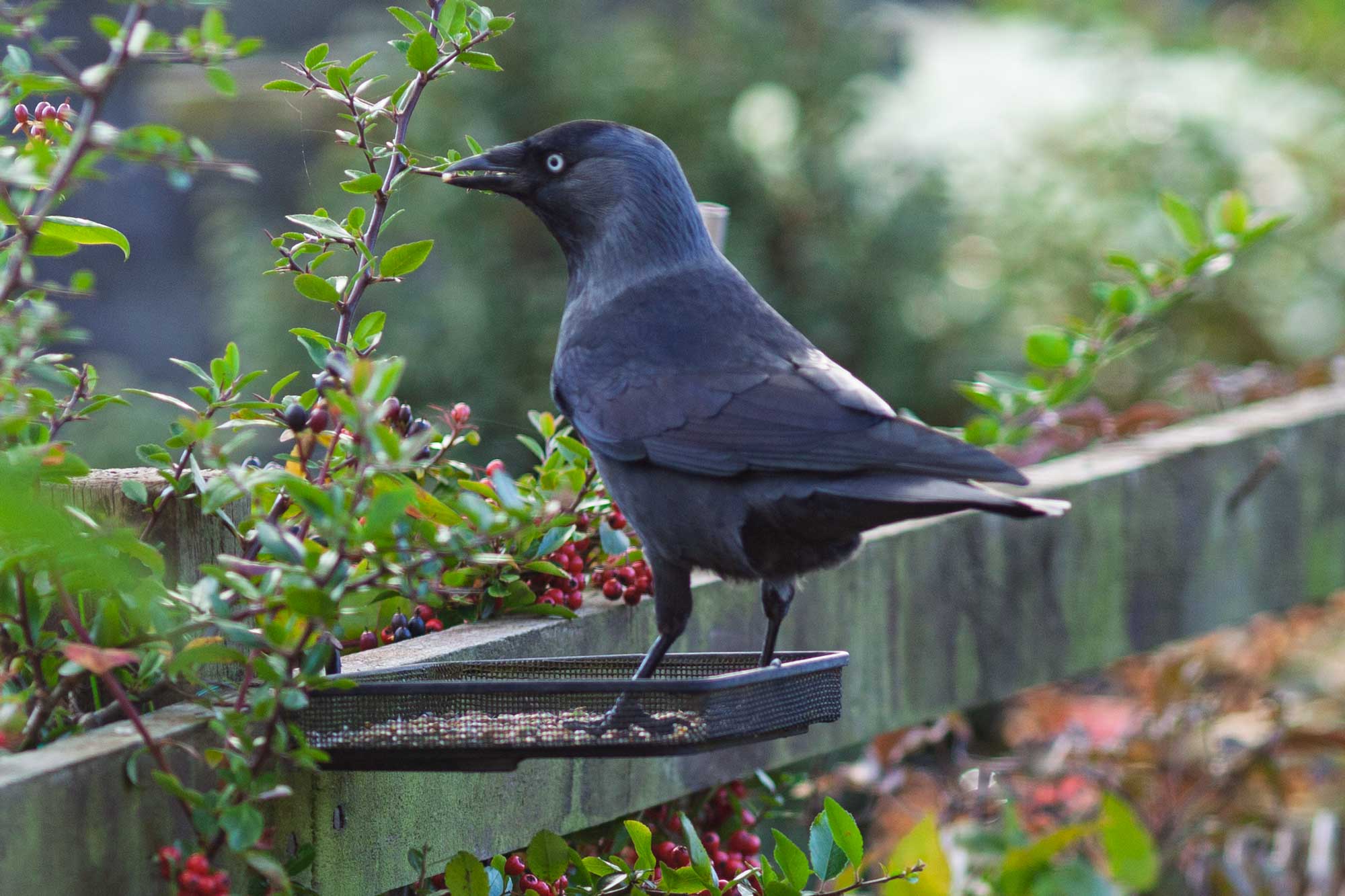 jackdaw 