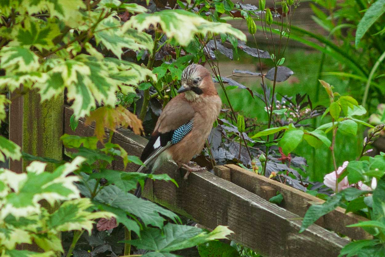Jay