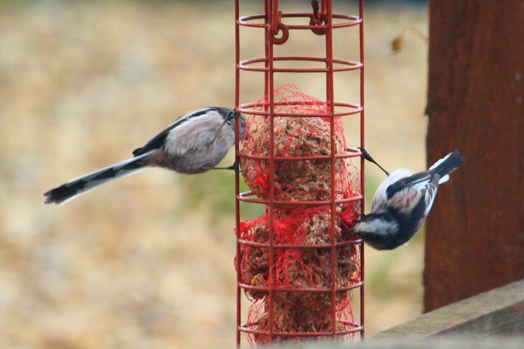 Long-Tailed Tit