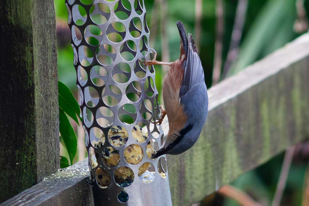 nuthatch