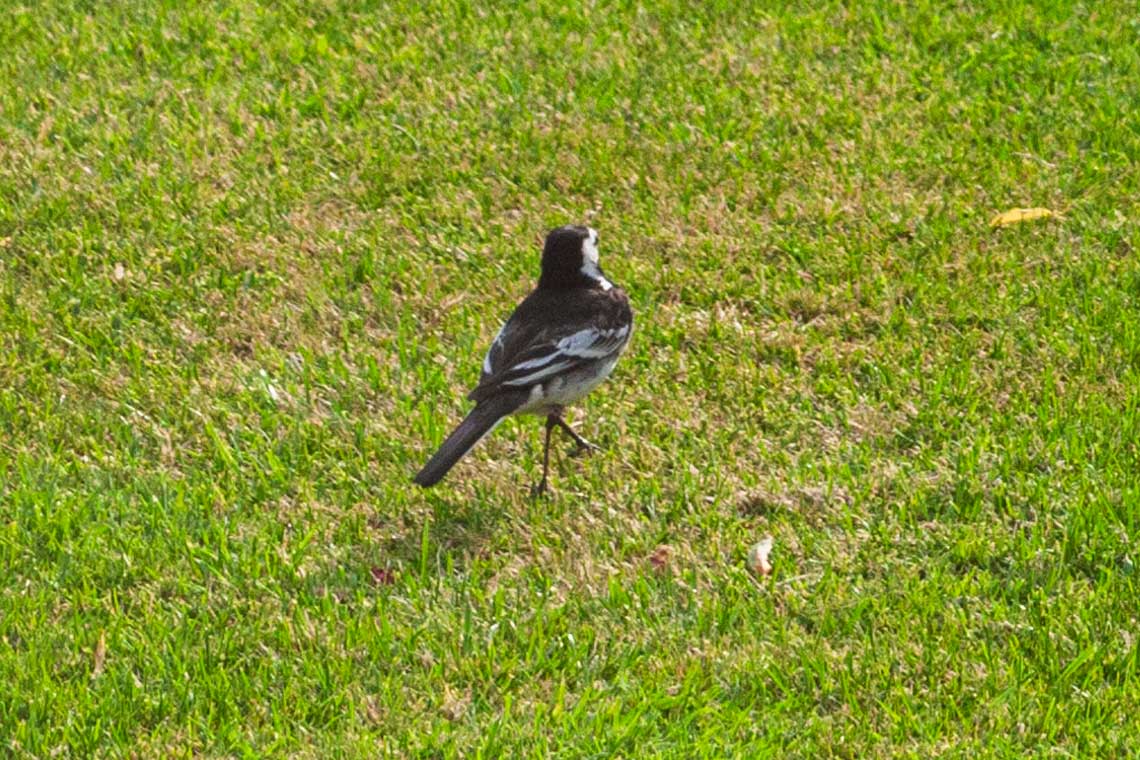 Piedwagtail
