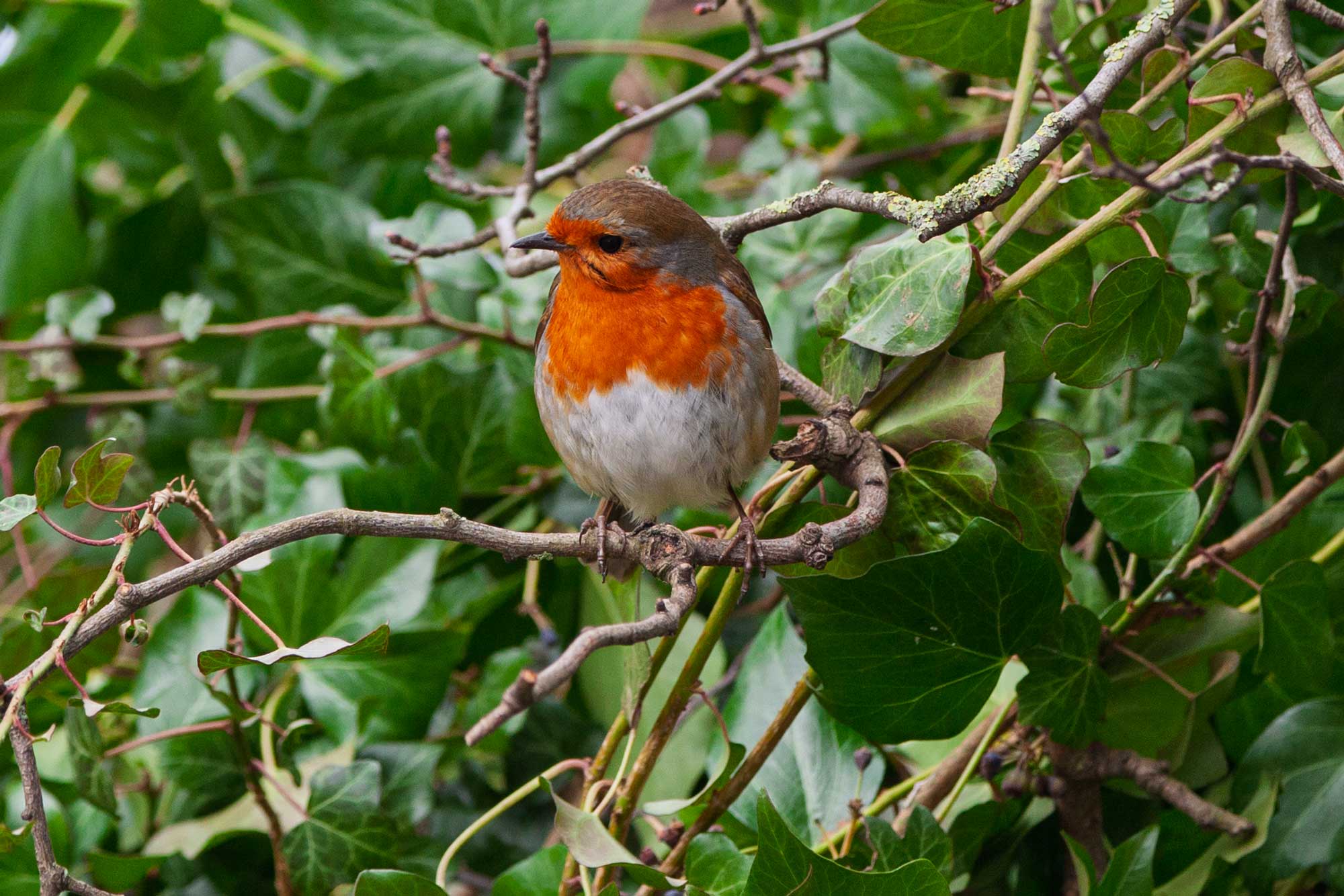 robin in beverley