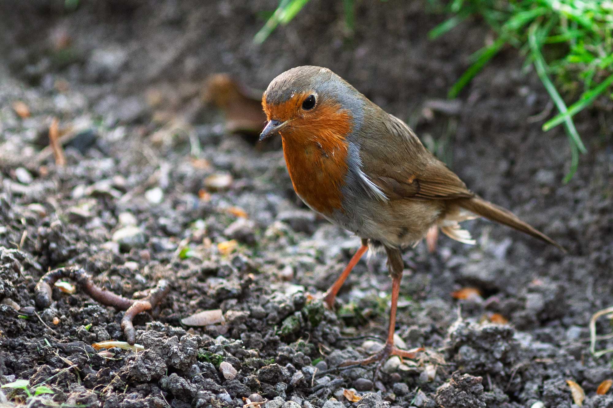 robin with worm