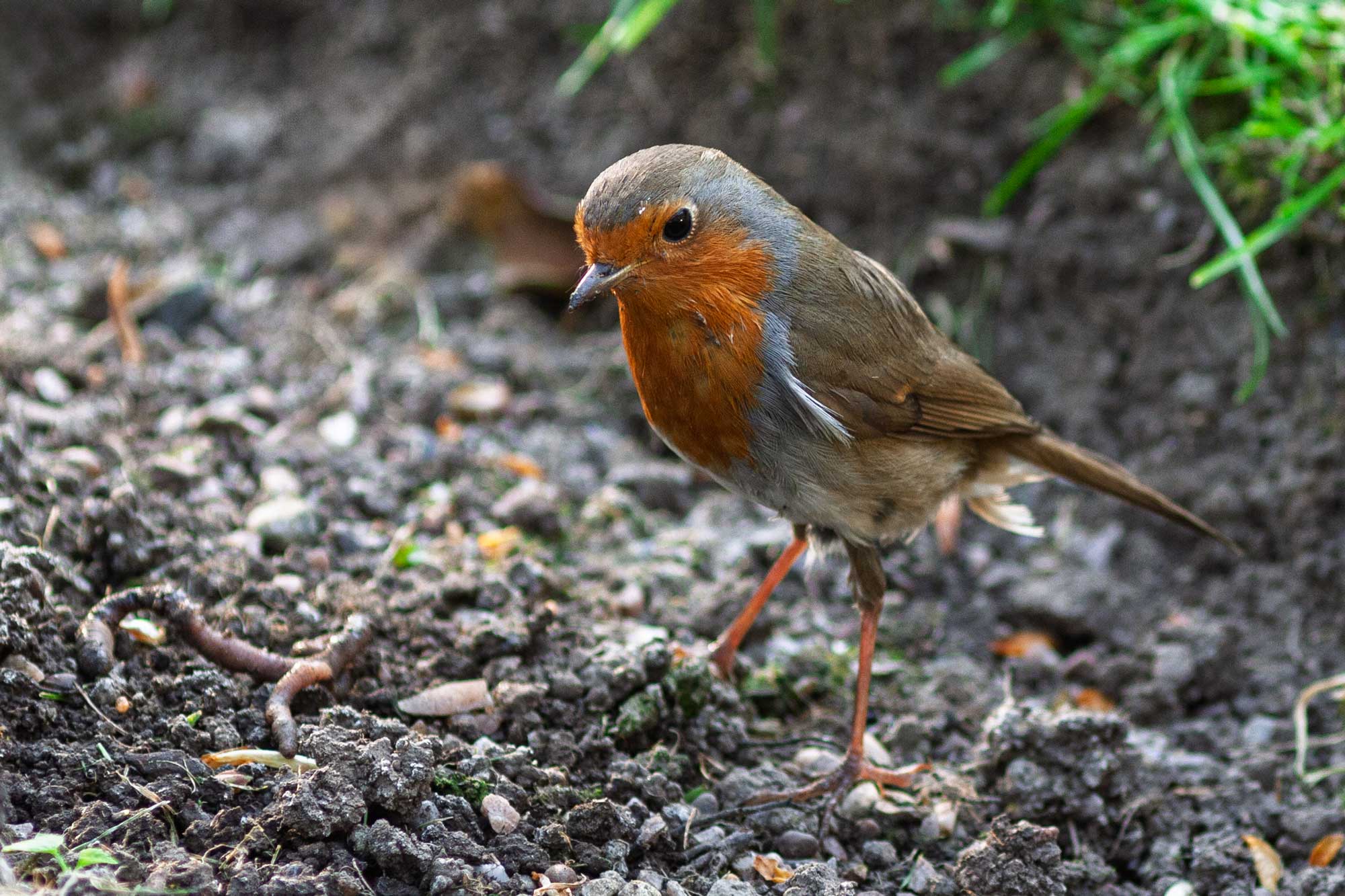 robin awaiting worm