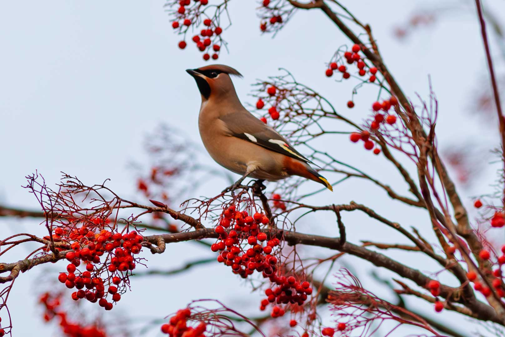 waxwing