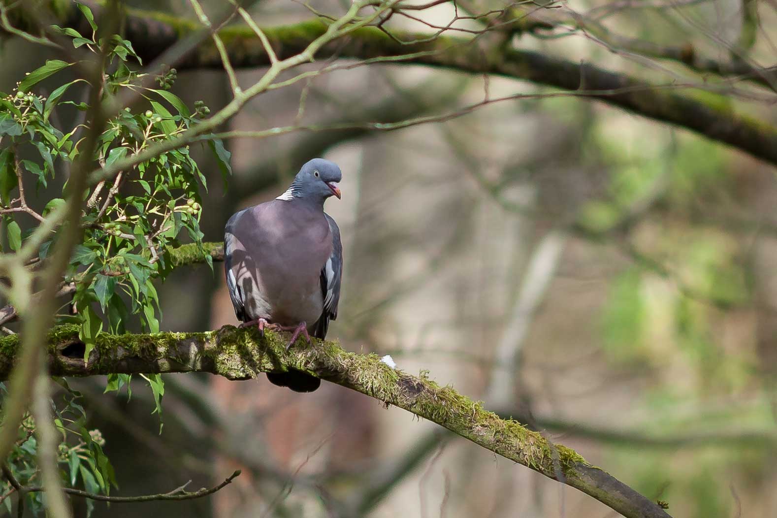 woodpigeon