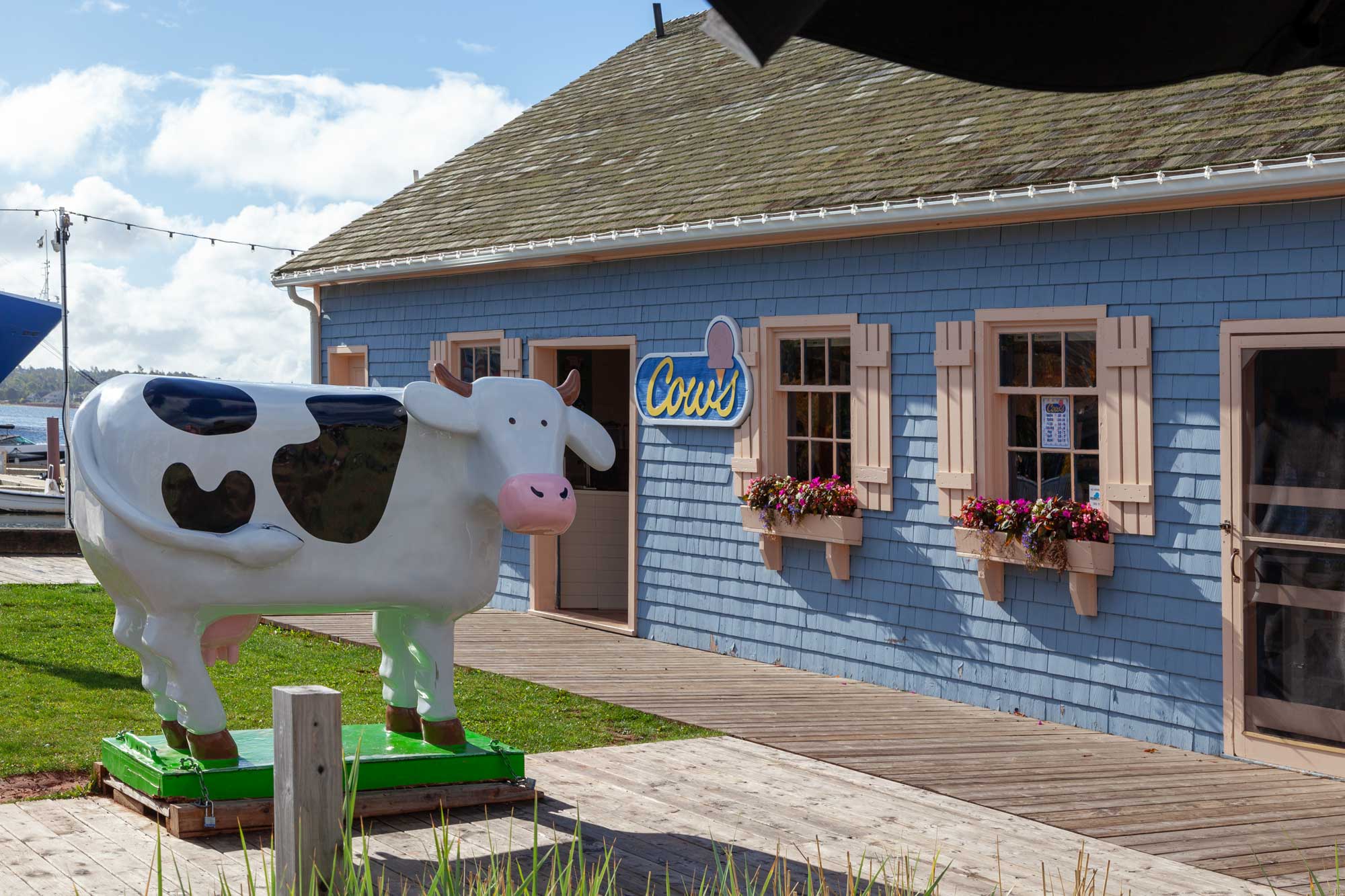 cows ice-cream