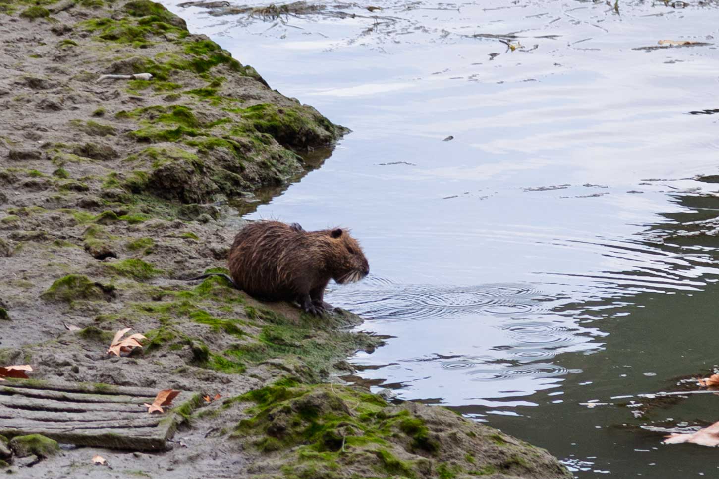 a coypu