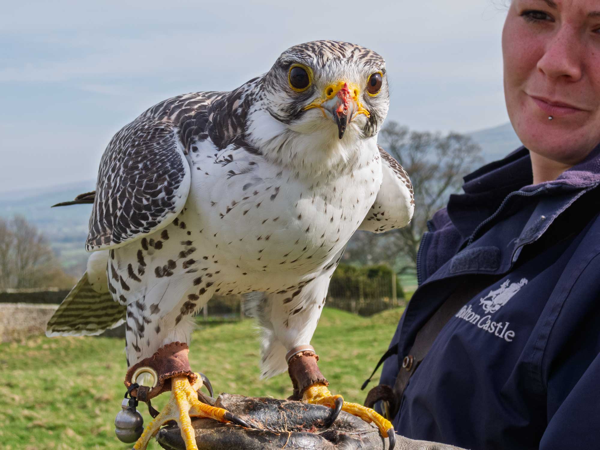 falcon at castle bolton