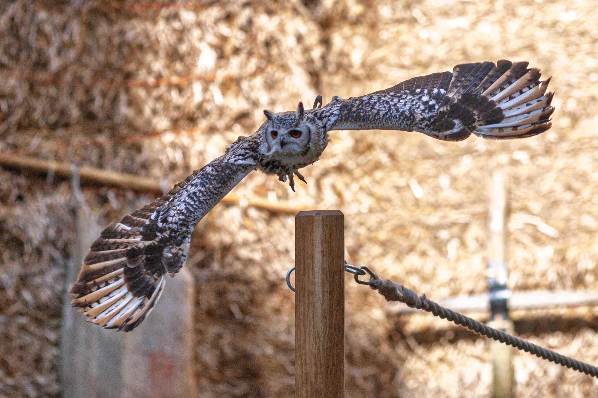 owl at castle bolton