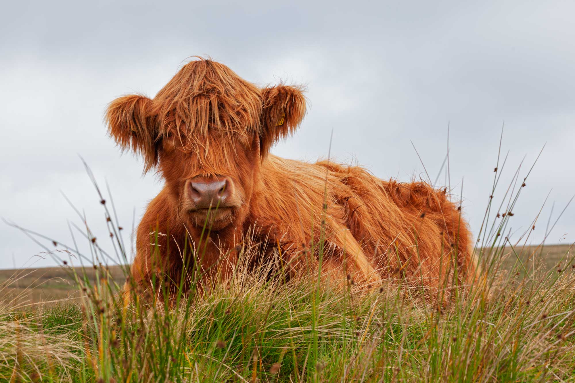 Highland Cattle