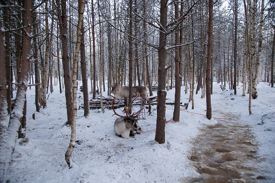 lapland 