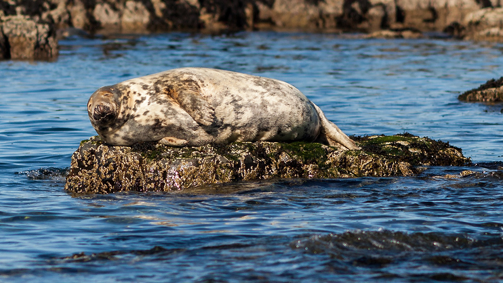 farne islands seal