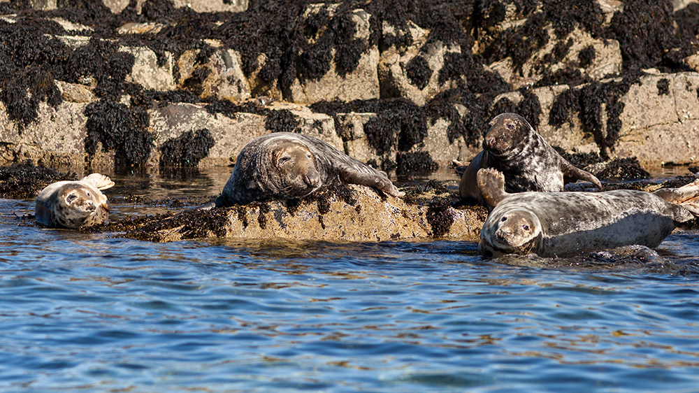 farne islands seals