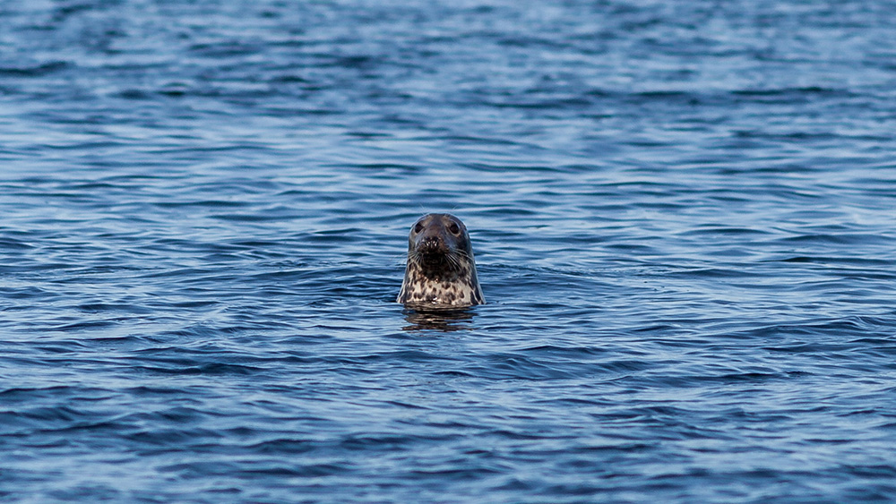farne islands seal