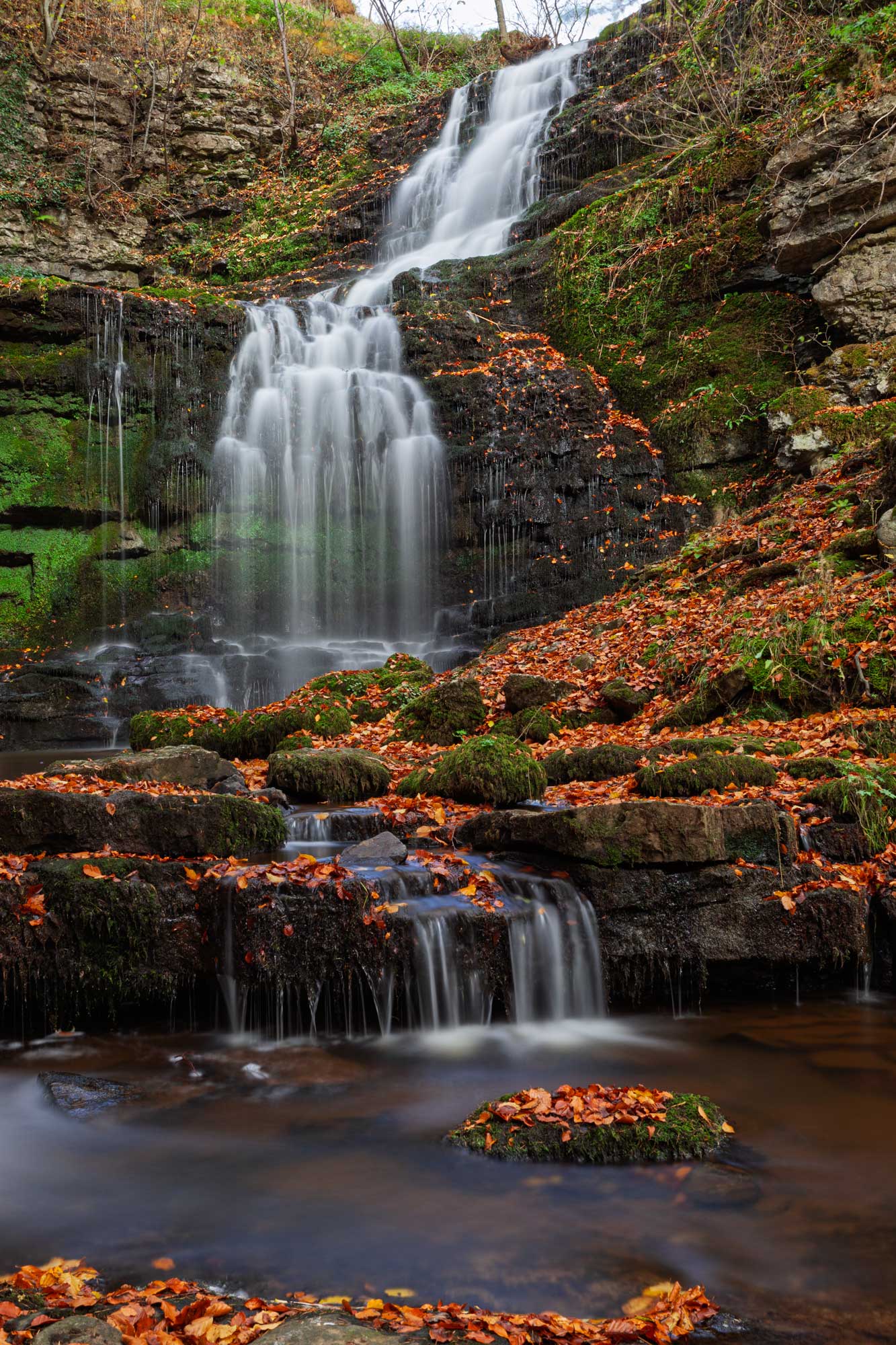 Scalebar Force