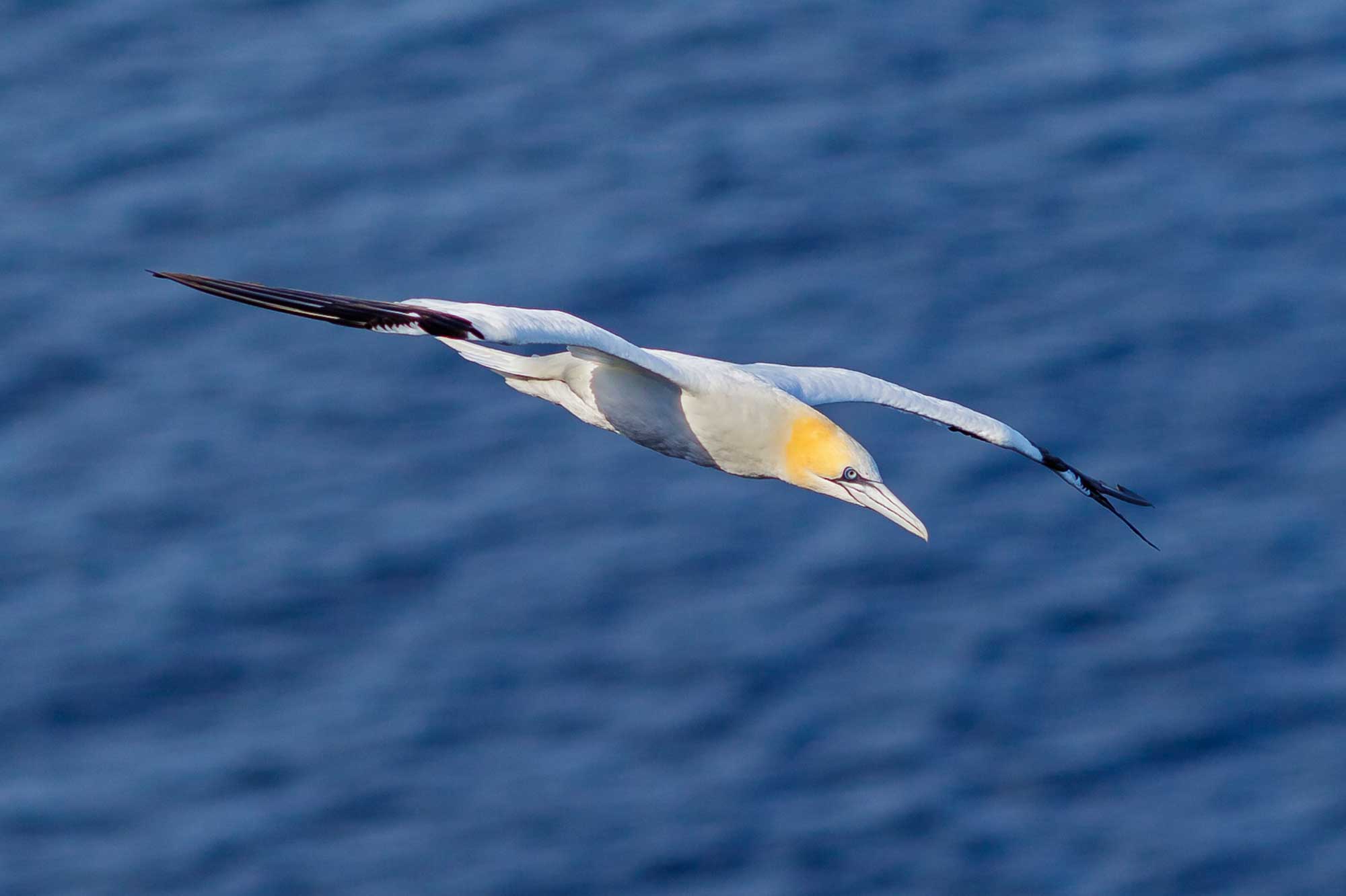 Gannets at Bempton Cliffs