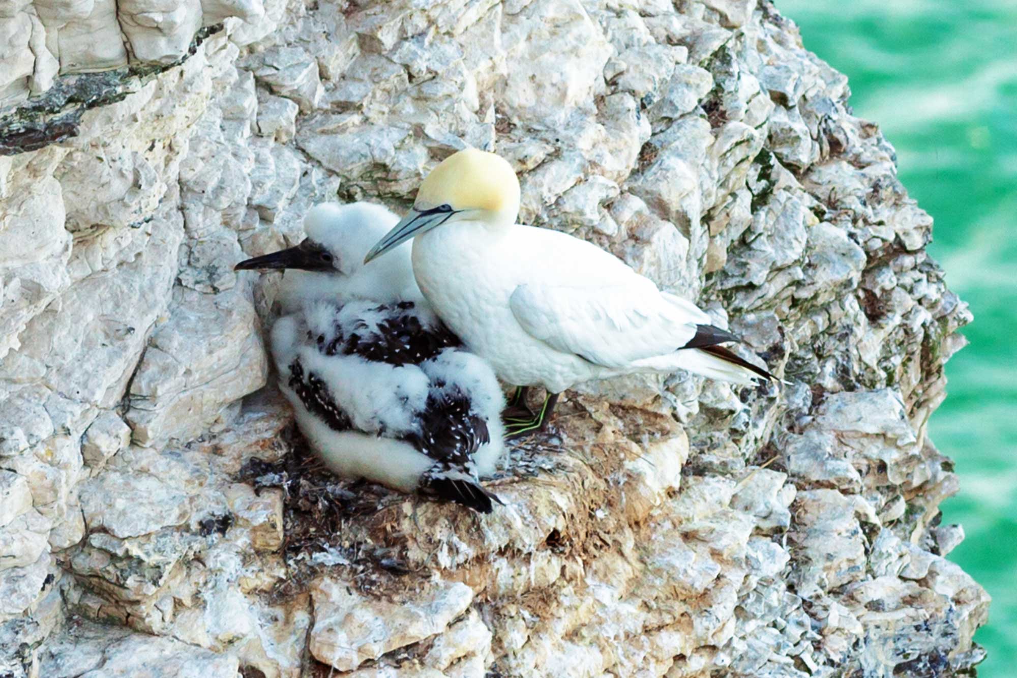 Gannets at Bempton Cliffs