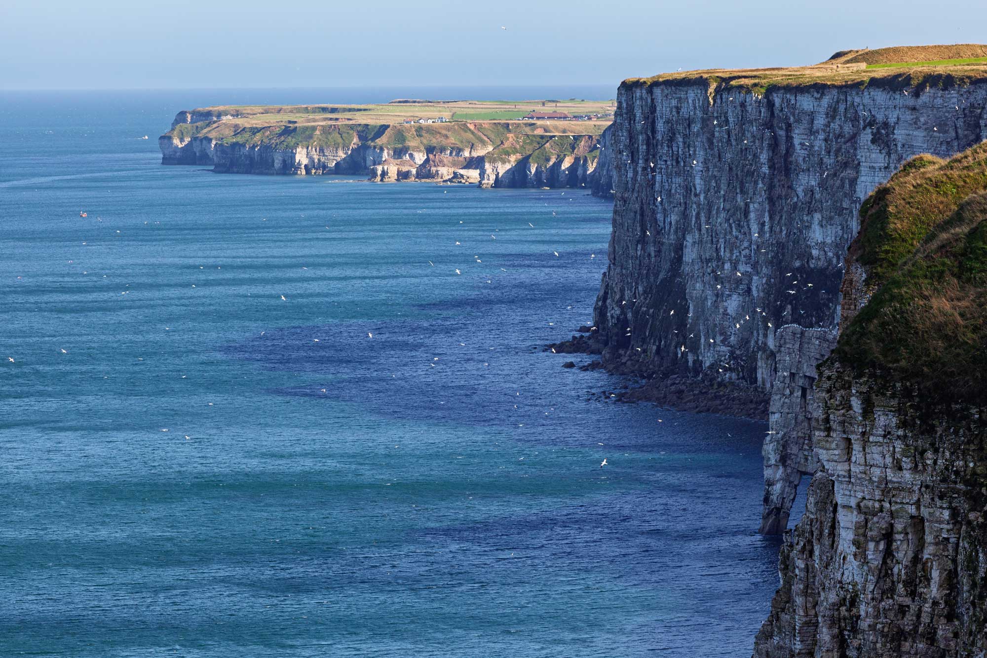 Gannets at Bempton Cliffs