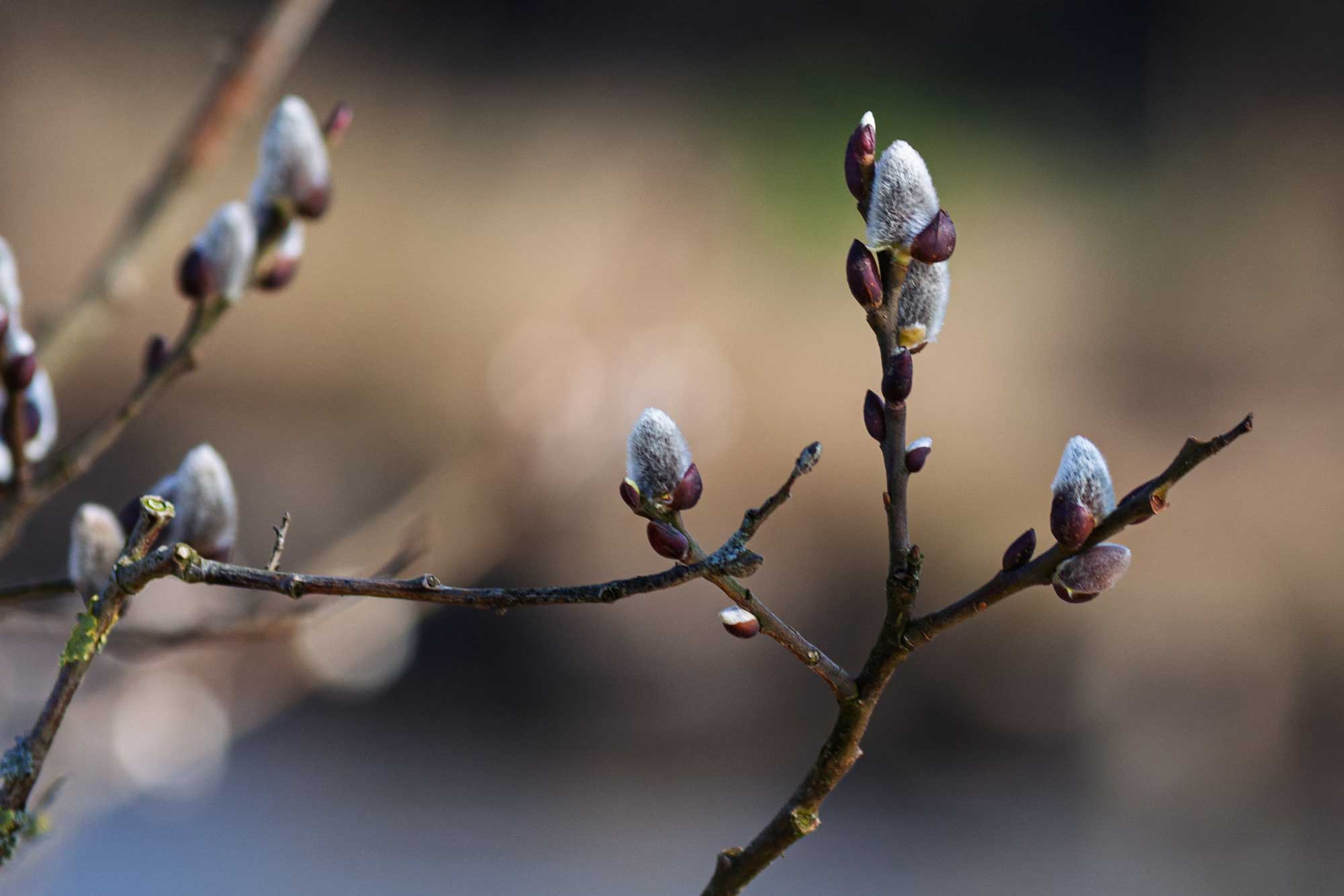 spring walk